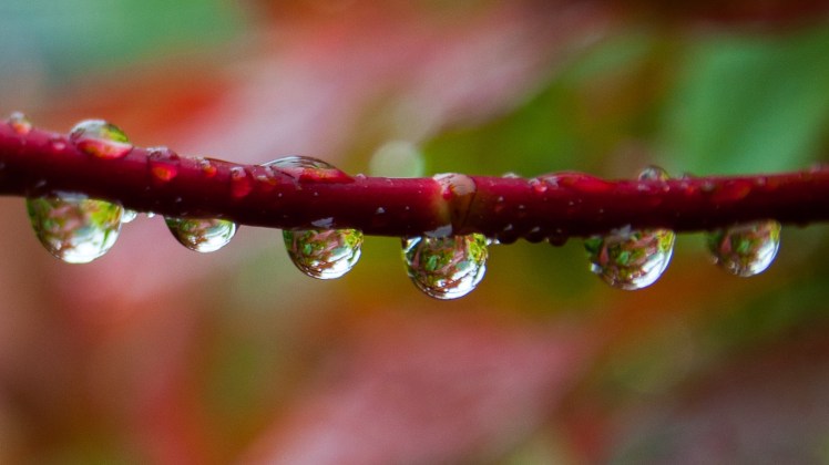 string of pearl flickr Bobby McKay
